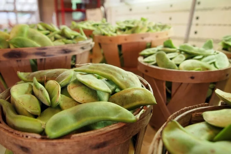 Plants contain cyanide