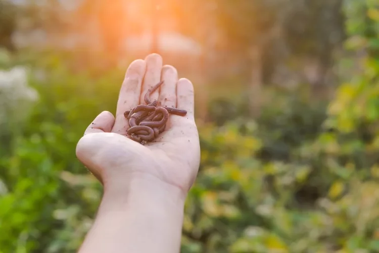 Best Vermicompost Brand in India