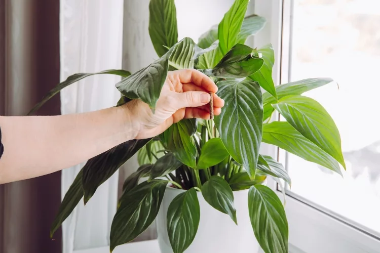 Plant food spikes vs liquid: