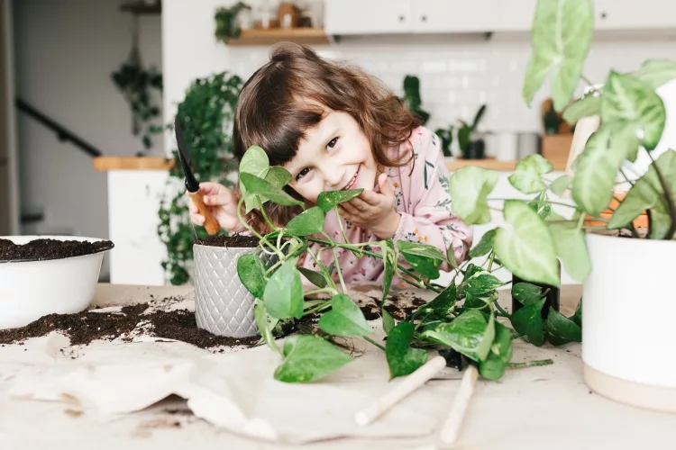 10 Best Pot for Pothos Reviewed in Detail