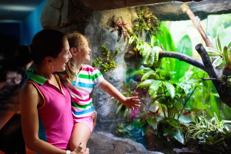 6 Best Snake Terrarium Reviews 2023