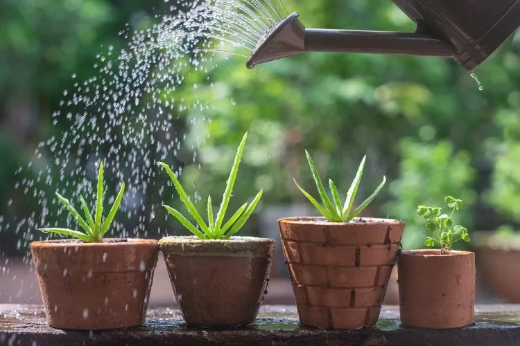 Agave stricta Planting