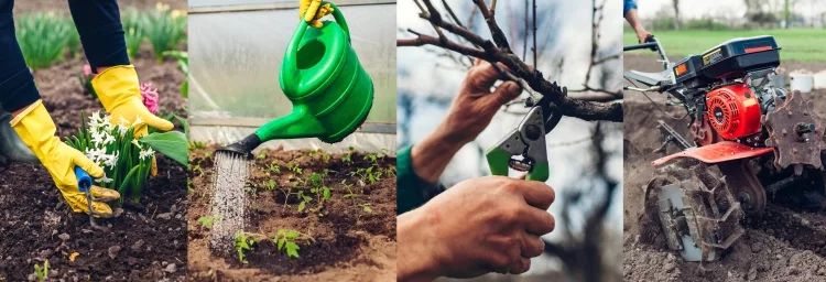 Watering And Pruning