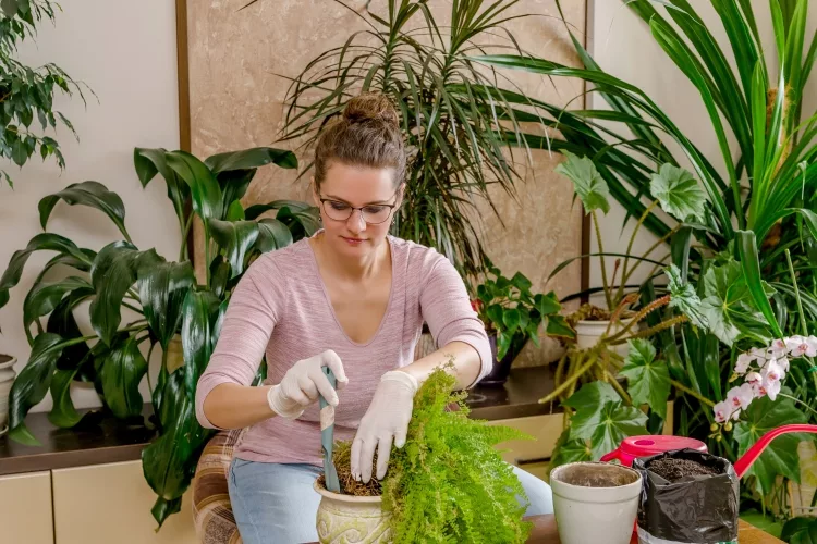 Transplanting to Another Pot