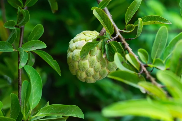 Custard Apple: