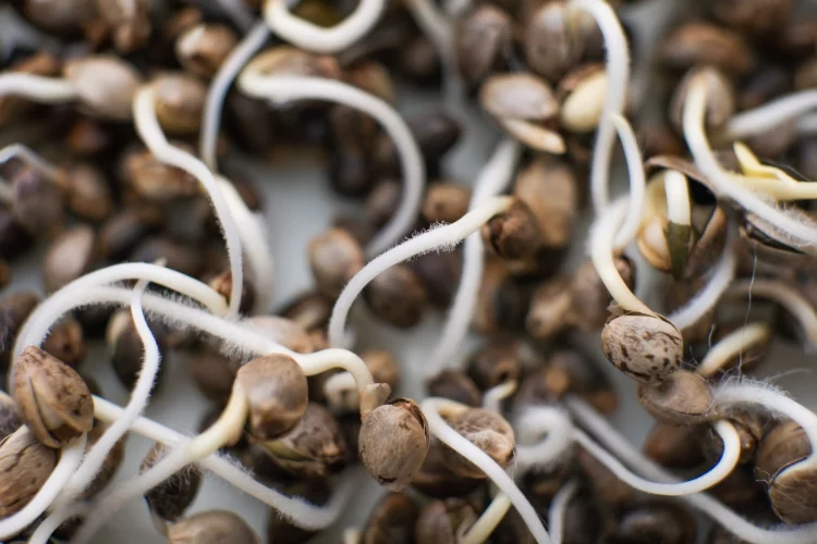 Prepare the Soil for Planting Your Cannabis Seeds