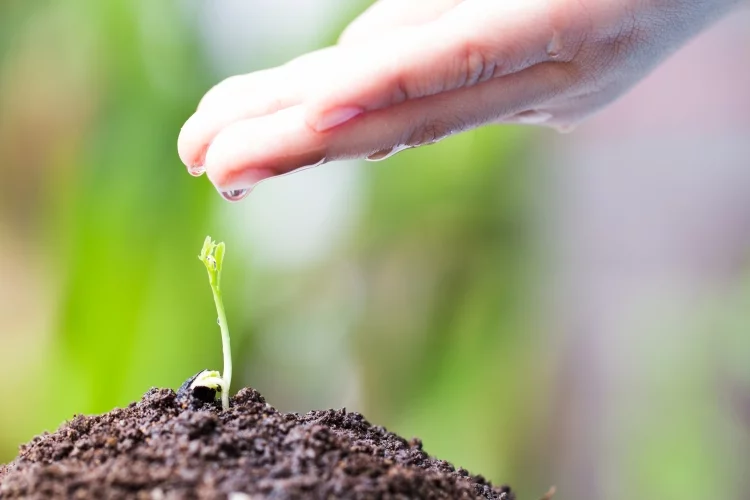 Water and Fertilize Your Plants Regularly