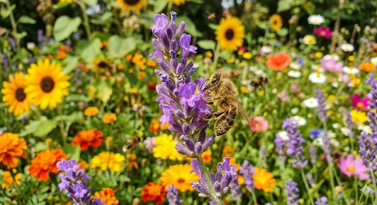how to attract bees to garden with native flowering plants in raised beds