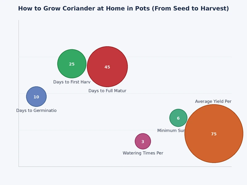 chart comparing coriander growth stages from seed to harvest across a 6-week container timeline
