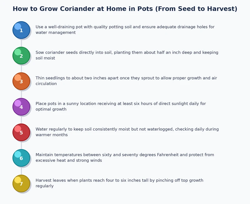 step-by-step process diagram showing how to grow coriander at home in pots from seed preparation to harvest