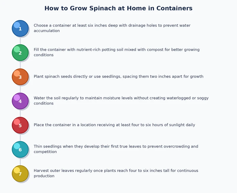step-by-step process diagram for how to grow spinach at home in pots from sowing to harvest