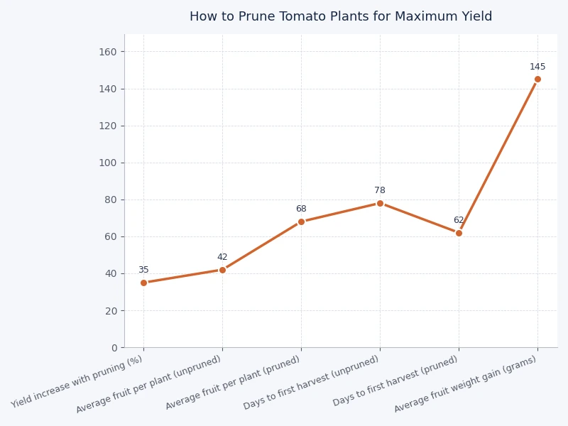 Chart comparing tomato yield with and without regular pruning