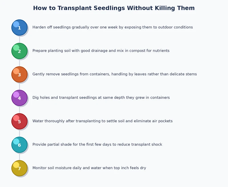 step-by-step process diagram for how to transplant seedlings without killing them