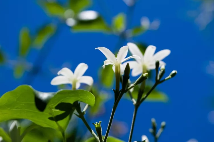 Fragrance giving plants: