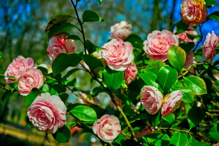 Fragrance giving plants: