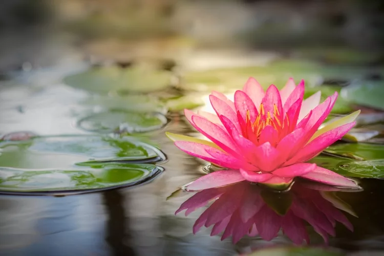 Fragrance giving plants: