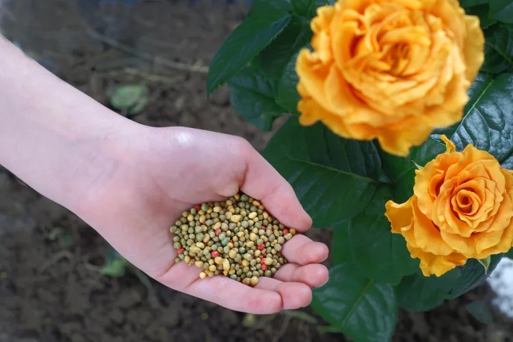 Fertilizer for Rose Plant in India