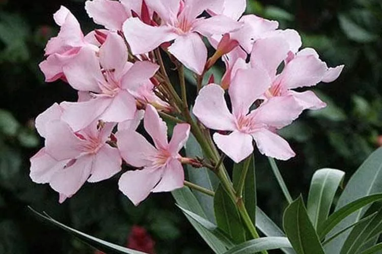 Oleander Plant Care India