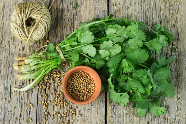 Coriander leaves (Dhaniya)