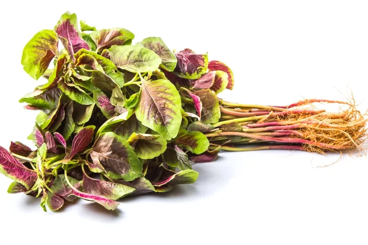 Turnip leaves (Shalgham ke Patte)