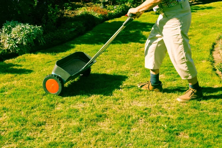 Top 8 Best Fertilizer for Grass