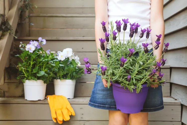 Top 9 Best Lavender Planters