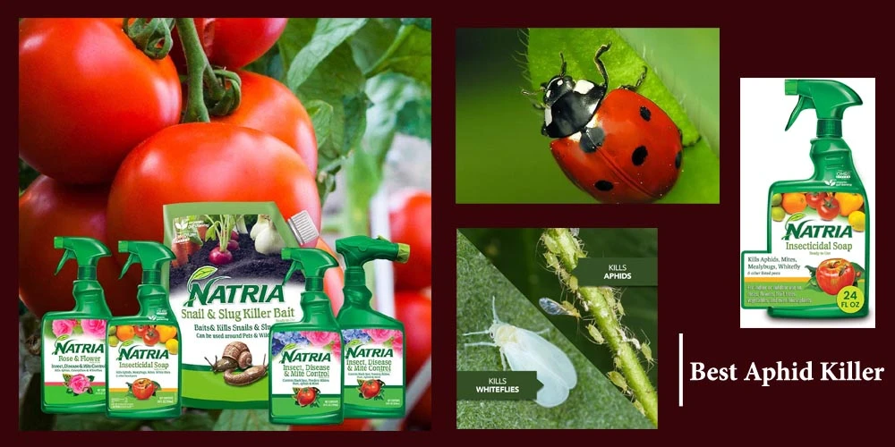 11 Best Aphid Killer Reviews