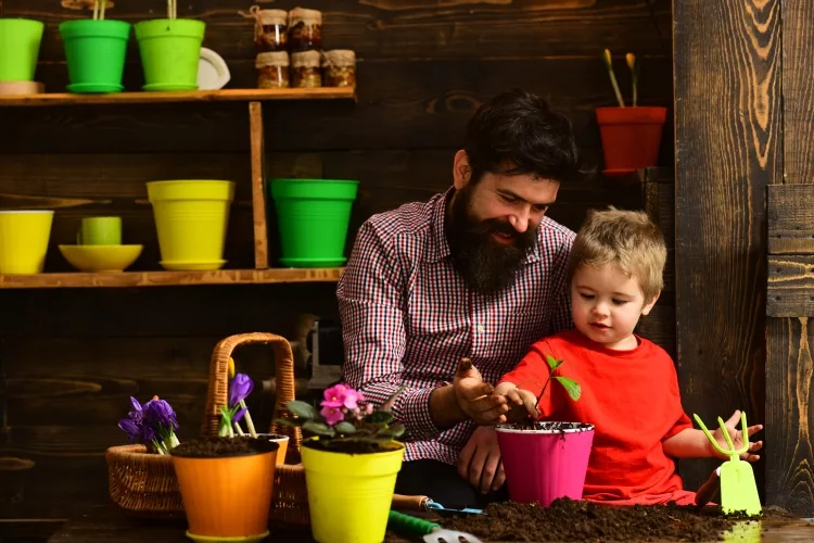 Top 15 Best Fertilizers for Indoor Plants