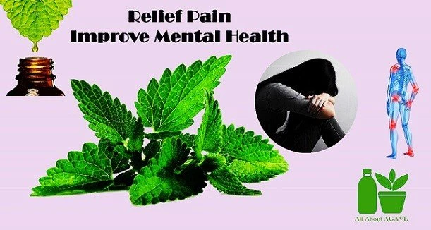 Benefits Of Patchouli Oil