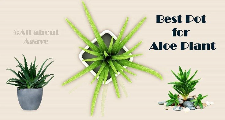 Top 10 Best Pot for Aloe Plant Reviews