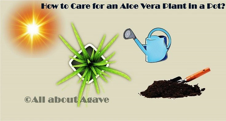 How To Care For An Aloe Vera Plant In A Pot