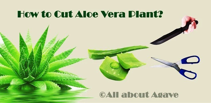 How To Cut Aloe Vera Plant