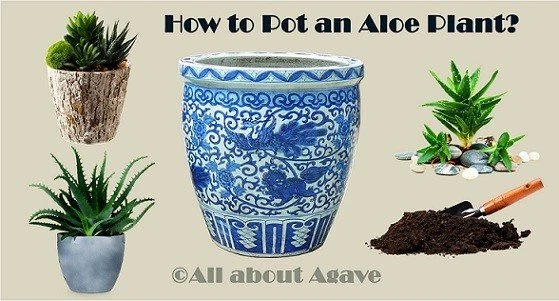 How To Pot An Aloe Plant