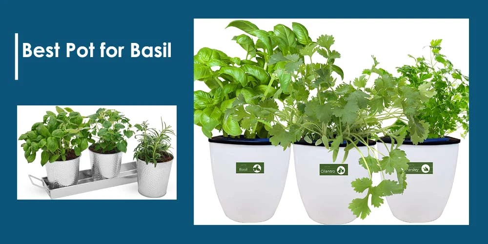 12 Best Pot for Basil Reviews