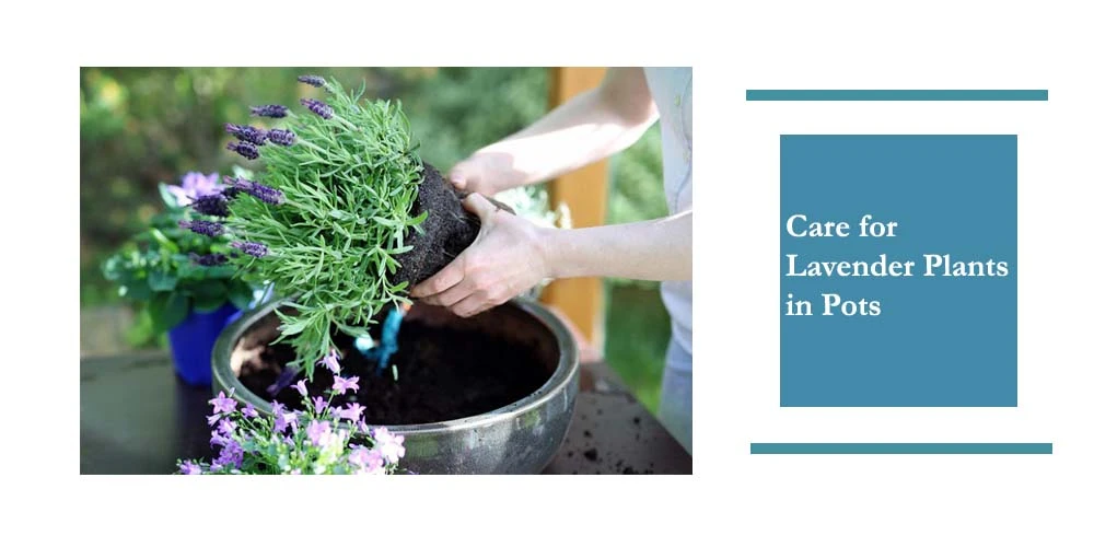 Care For Lavender Plants In Pots