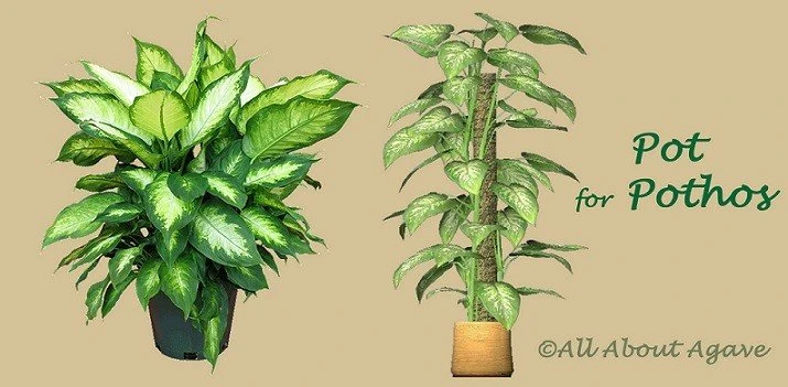 Pot For Pothos