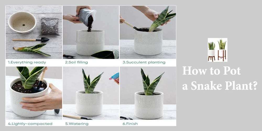 Pot A Snake Plant