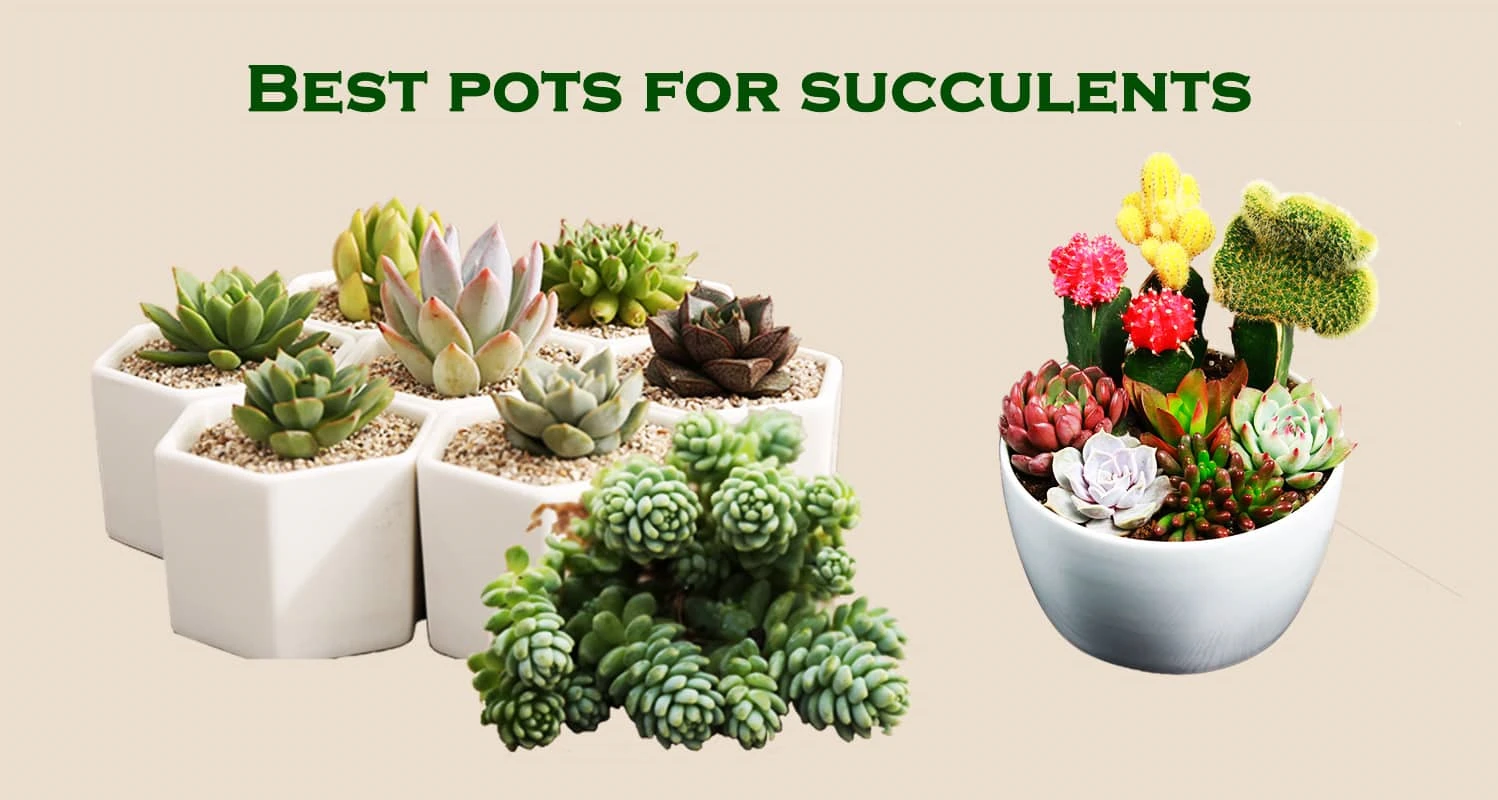 25 Best Pots for Succulents Reviews