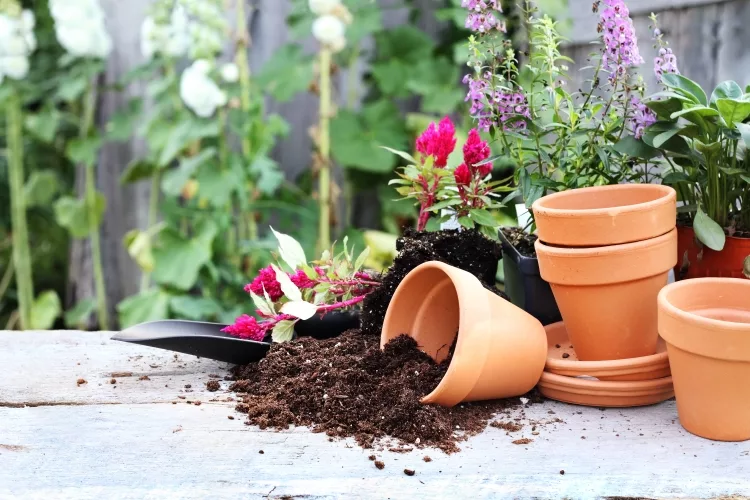 Top 13 Best Potting Soil for Herbs