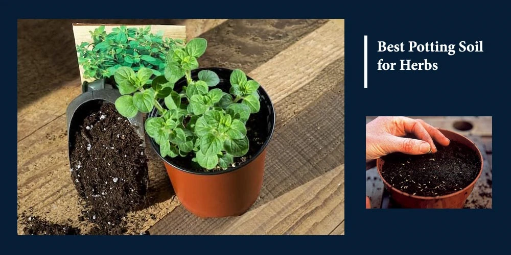 Best Potting Soil for Herb Reviews