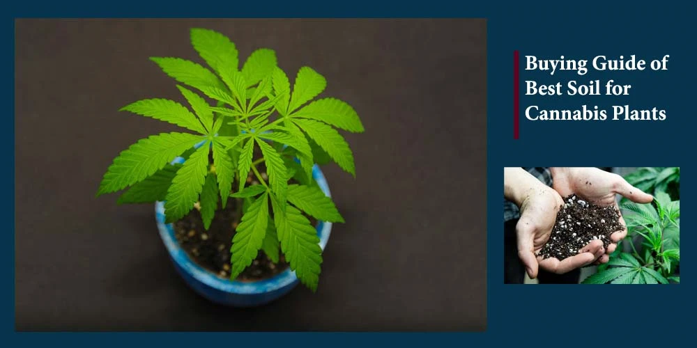 Buying Guide Of Best Soil