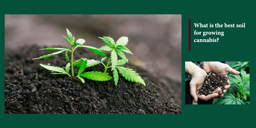 The Best Soil For Growing Cannabis