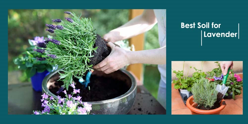 Top 7 Best Soil for Lavender Reviews