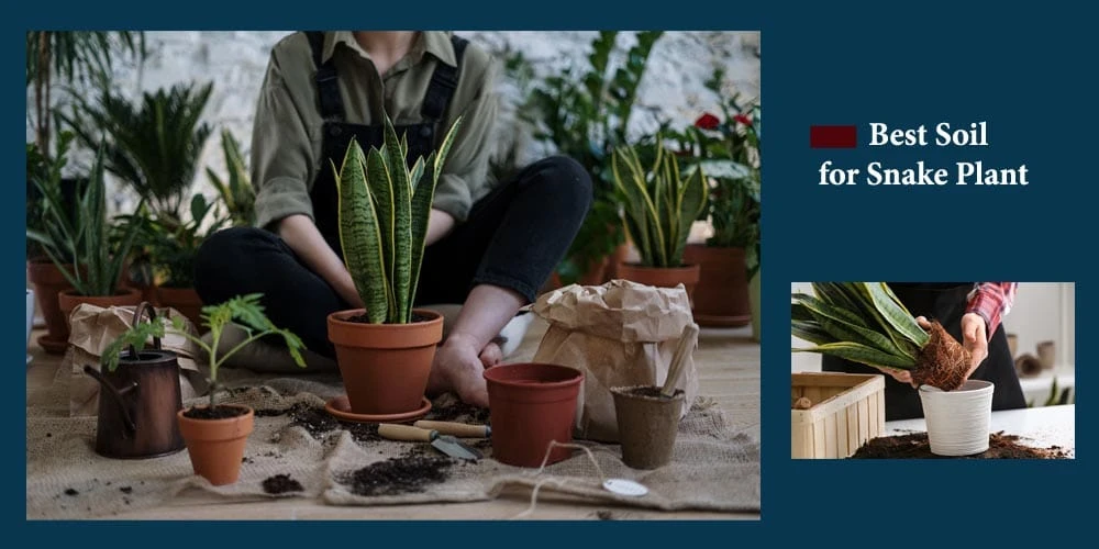 10 Best Soil for Snake Plant Reviews