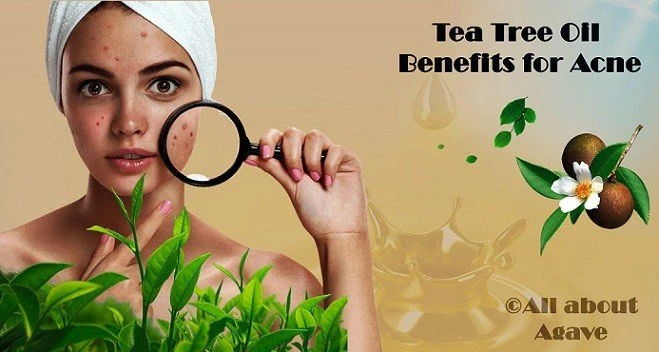 Tea Tree Oil Benefits For Acne