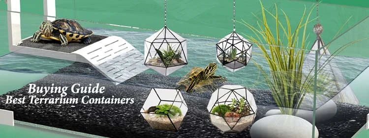 Terrarium Containers Buyer's Guide