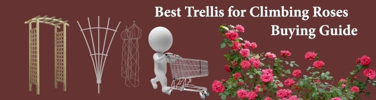 Choosing Process The Trellis For Climbing Roses