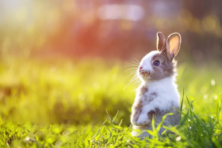 How to keep animals out of garden without fence