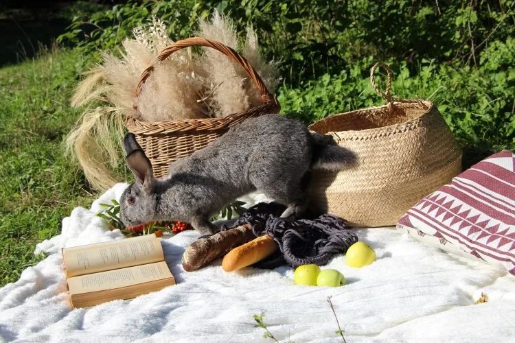 How to keep bunnies out of garden