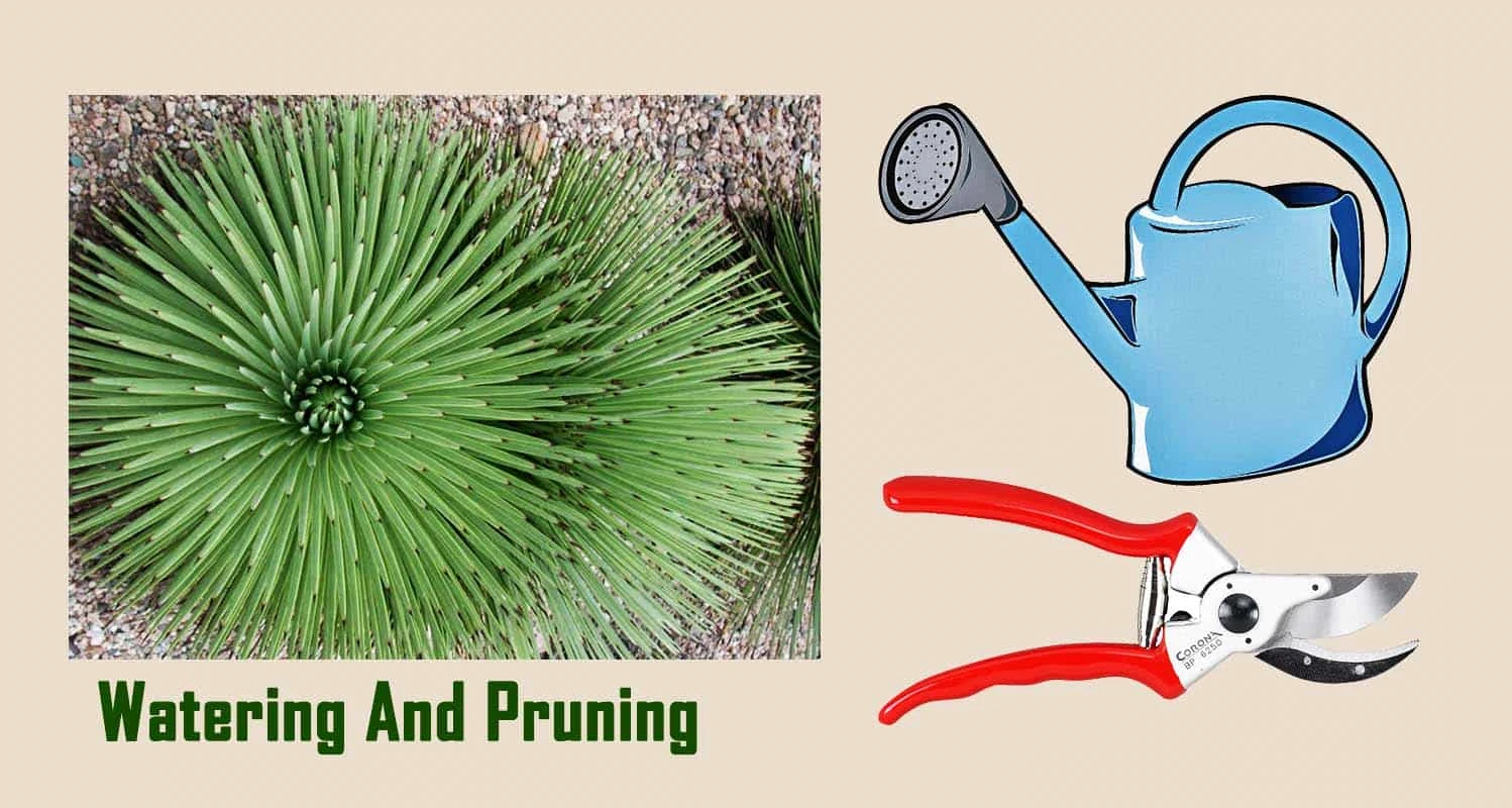 Agave Stricta Watering And Pruning